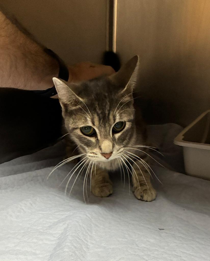 Wall-E, Adoptable, Adult Female Domestic Short Hair.