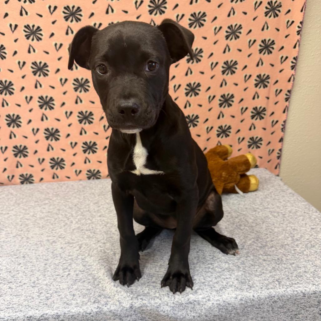 Enlarge Huracan, a Adoptable mixed breed in Bryan, TX image 1/4