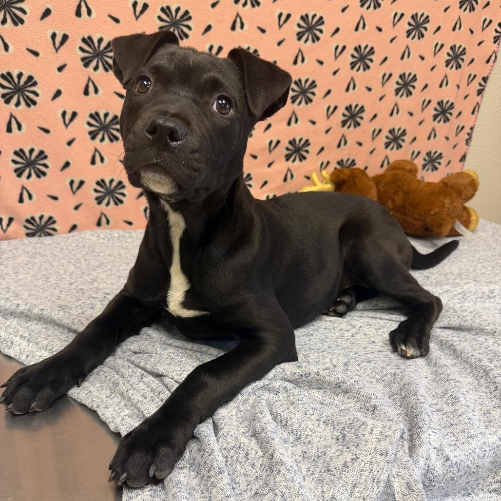 Enlarge Huracan, a Adoptable mixed breed in Bryan, TX image 2/4