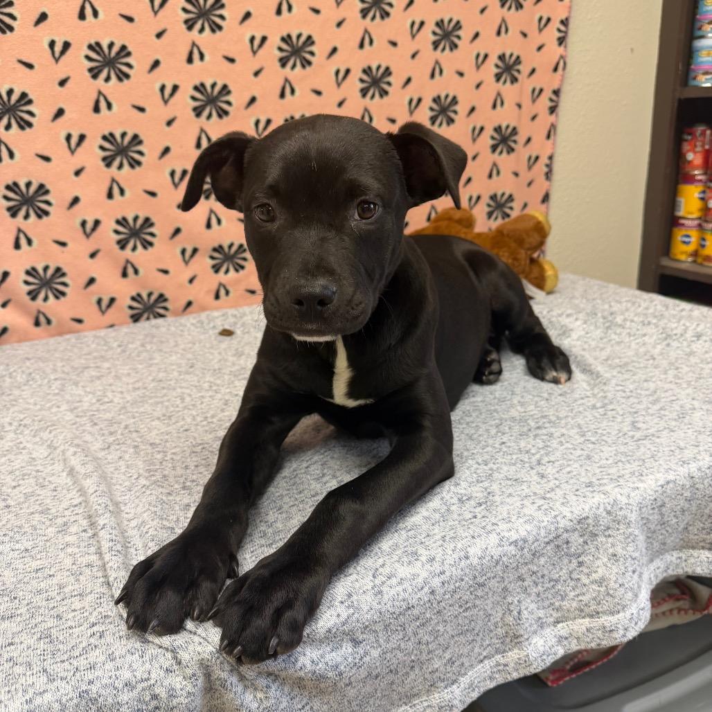 Enlarge Huracan, a Adoptable mixed breed in Bryan, TX image 3/4