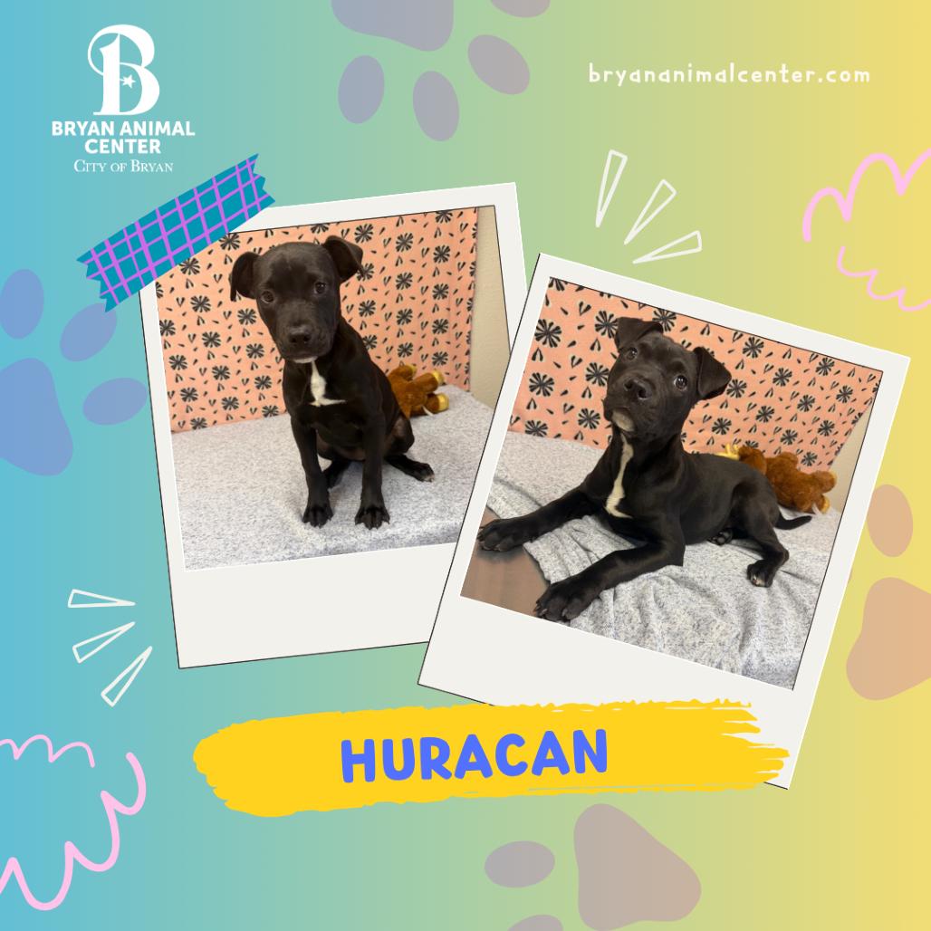 Enlarge Huracan, a Adoptable mixed breed in Bryan, TX image 4/4