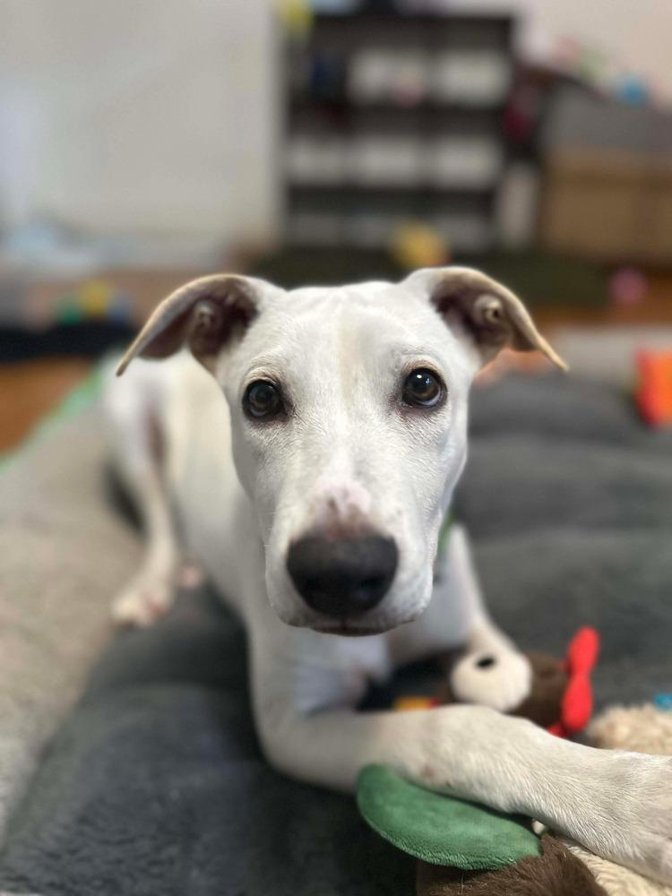Benito, Adoptable, Puppy Male Retriever.