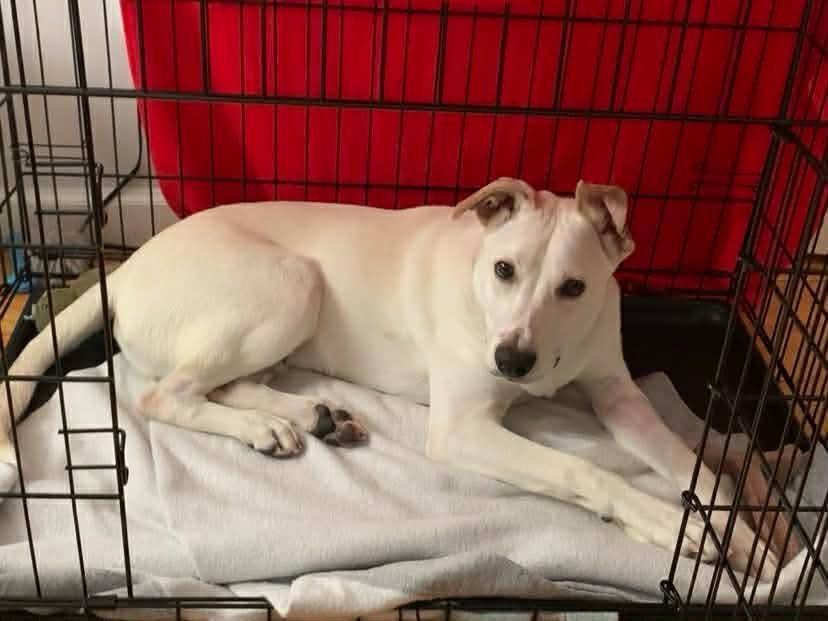 Enlarge Benito, a Adoptable mixed breed in Valley Stream, NY image 1/6