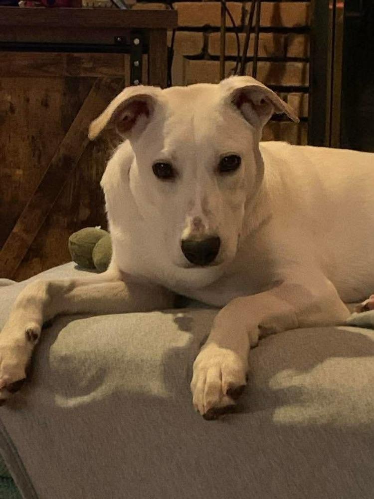 Enlarge Benito, a Adoptable mixed breed in Valley Stream, NY image 3/6