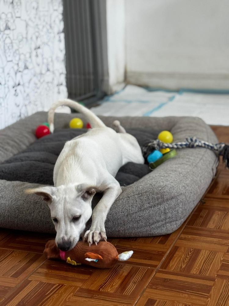 Enlarge Benito, a Adoptable mixed breed in Valley Stream, NY image 4/6