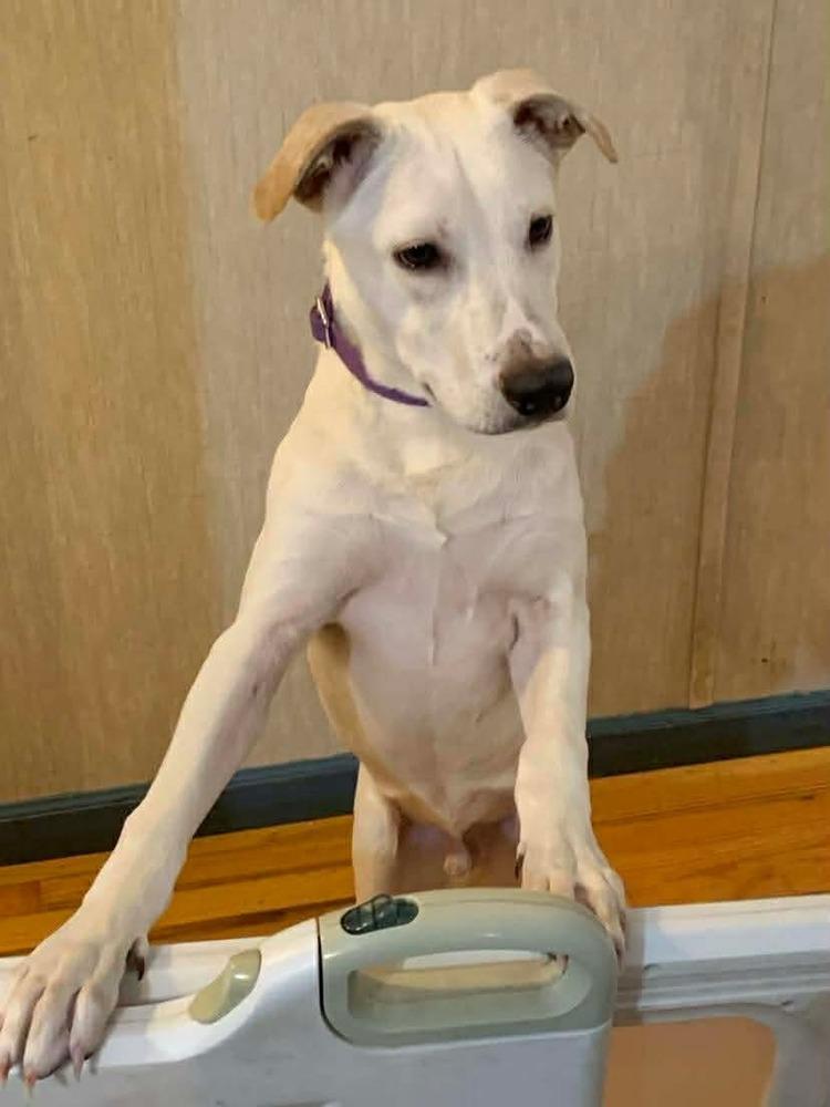 Enlarge Benito, a Adoptable mixed breed in Valley Stream, NY image 5/6