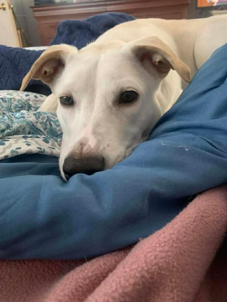 Enlarge Benito, a Adoptable mixed breed in Valley Stream, NY image 6/6