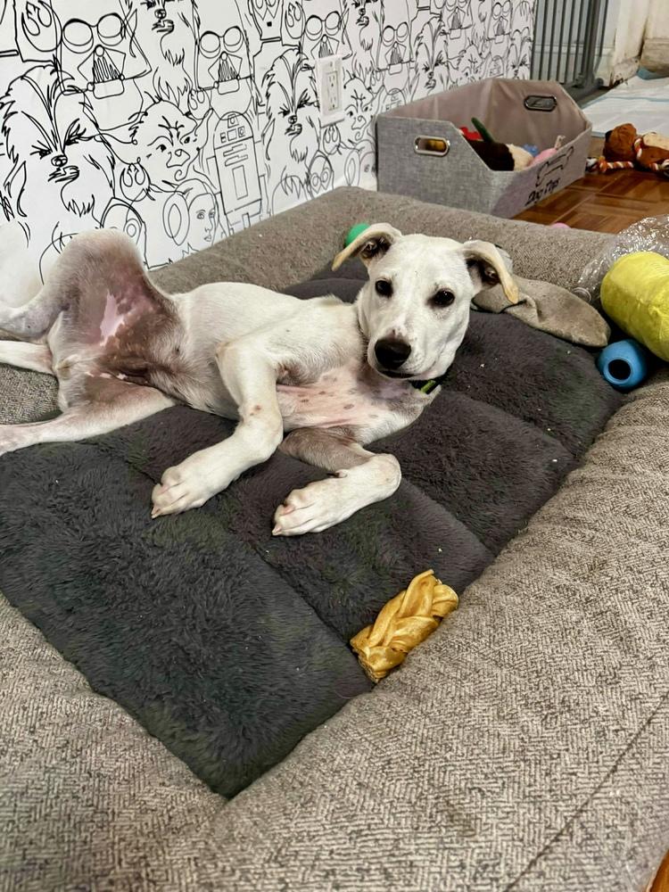 Enlarge Benito, a Adoptable mixed breed in Valley Stream, NY image 5/6