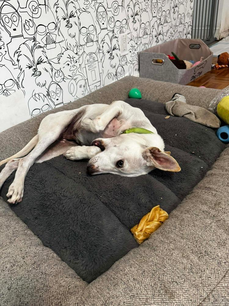 Enlarge Benito, a Adoptable mixed breed in Valley Stream, NY image 6/6