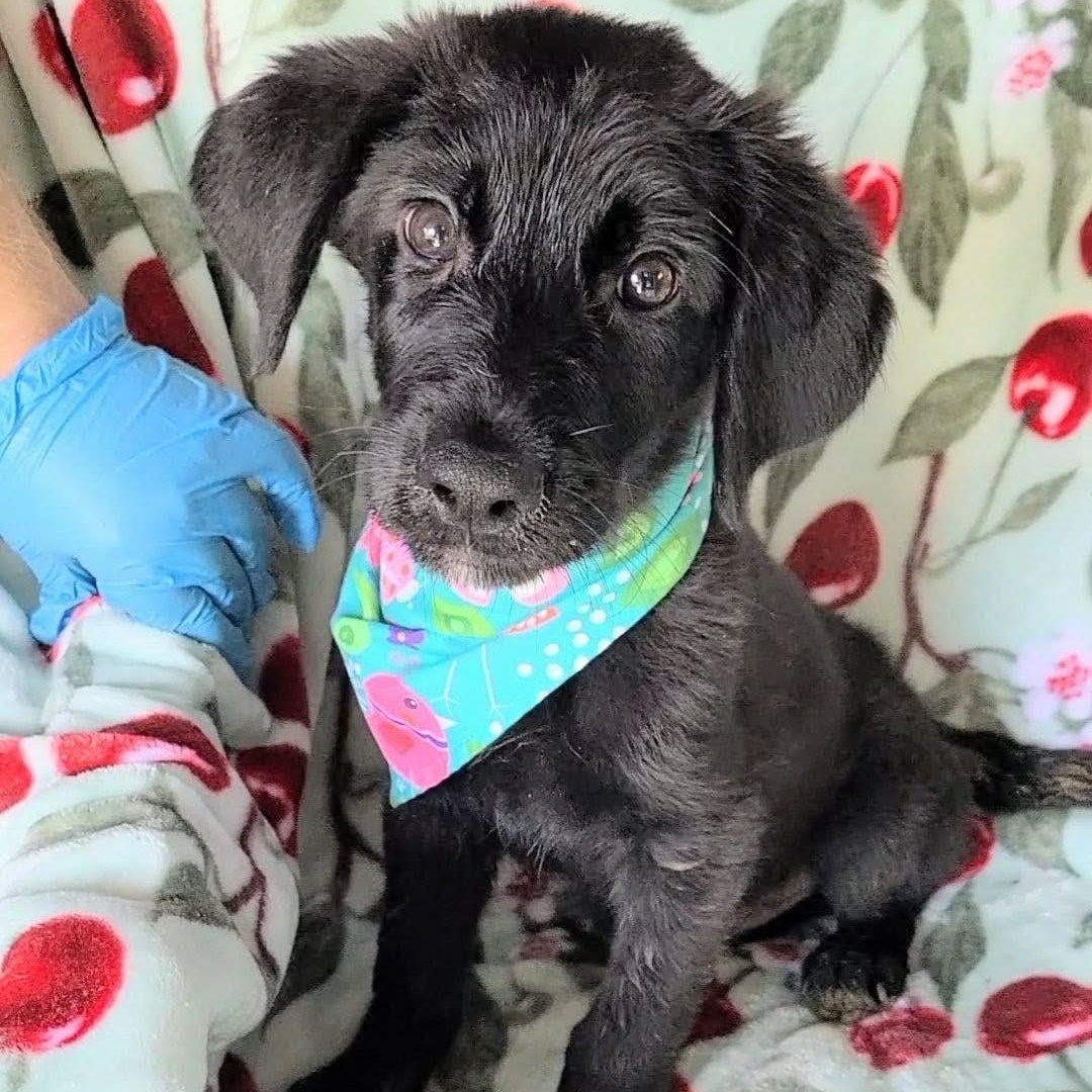 Salem, ADOPTABLE, Puppy Male Labradoodle & German Shepherd Dog.