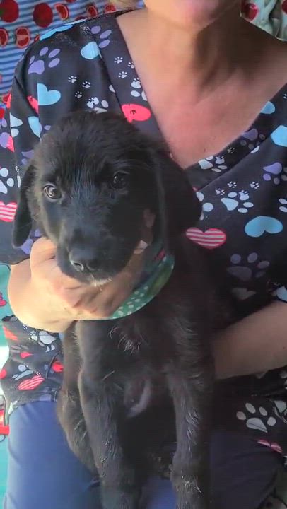 Enlarge Salem, a ADOPTABLE mixed breed in Woolwich, ME video 2/2