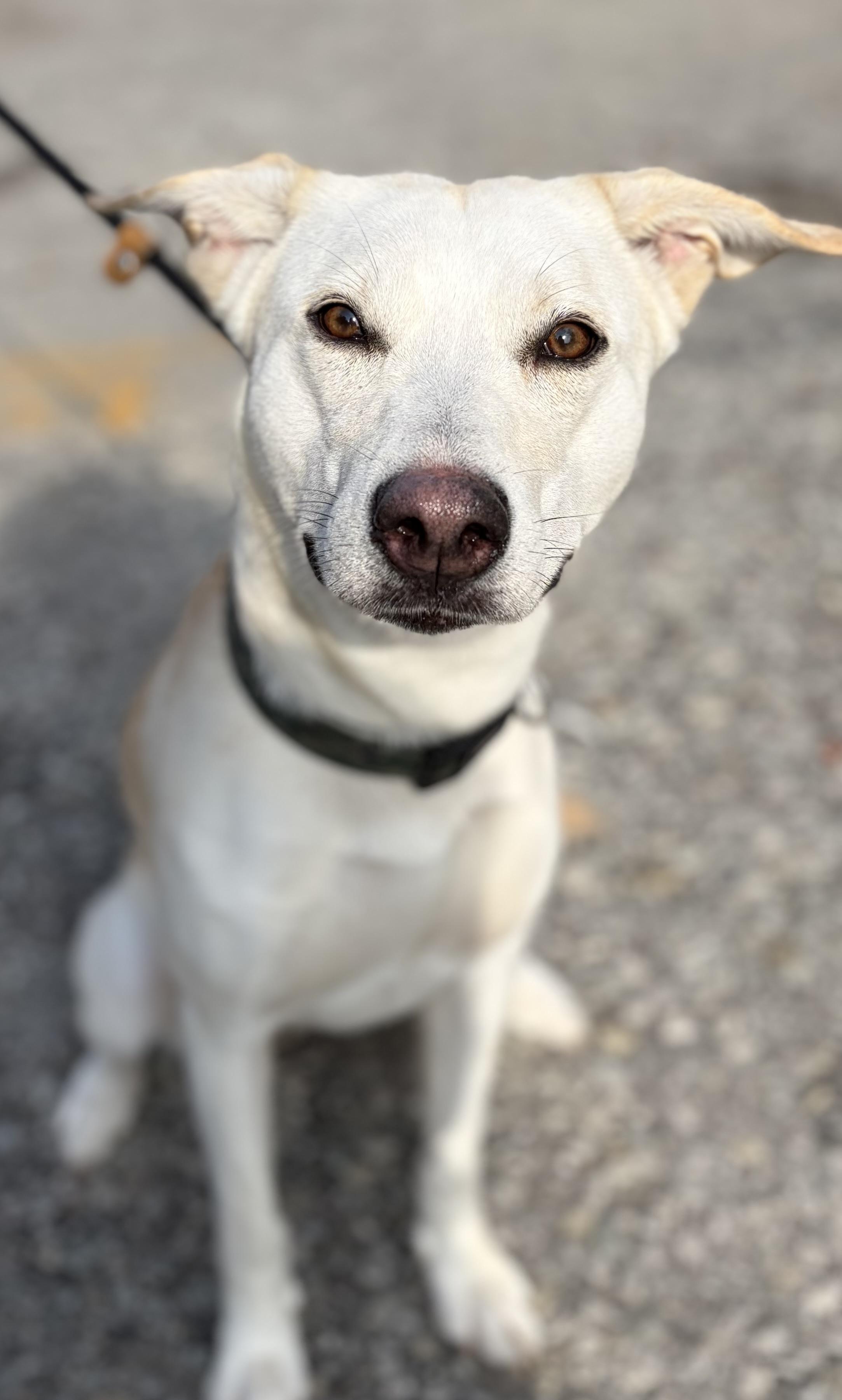 Quinn, an adopted mixed breed in McKeesport, PA image 6/6
