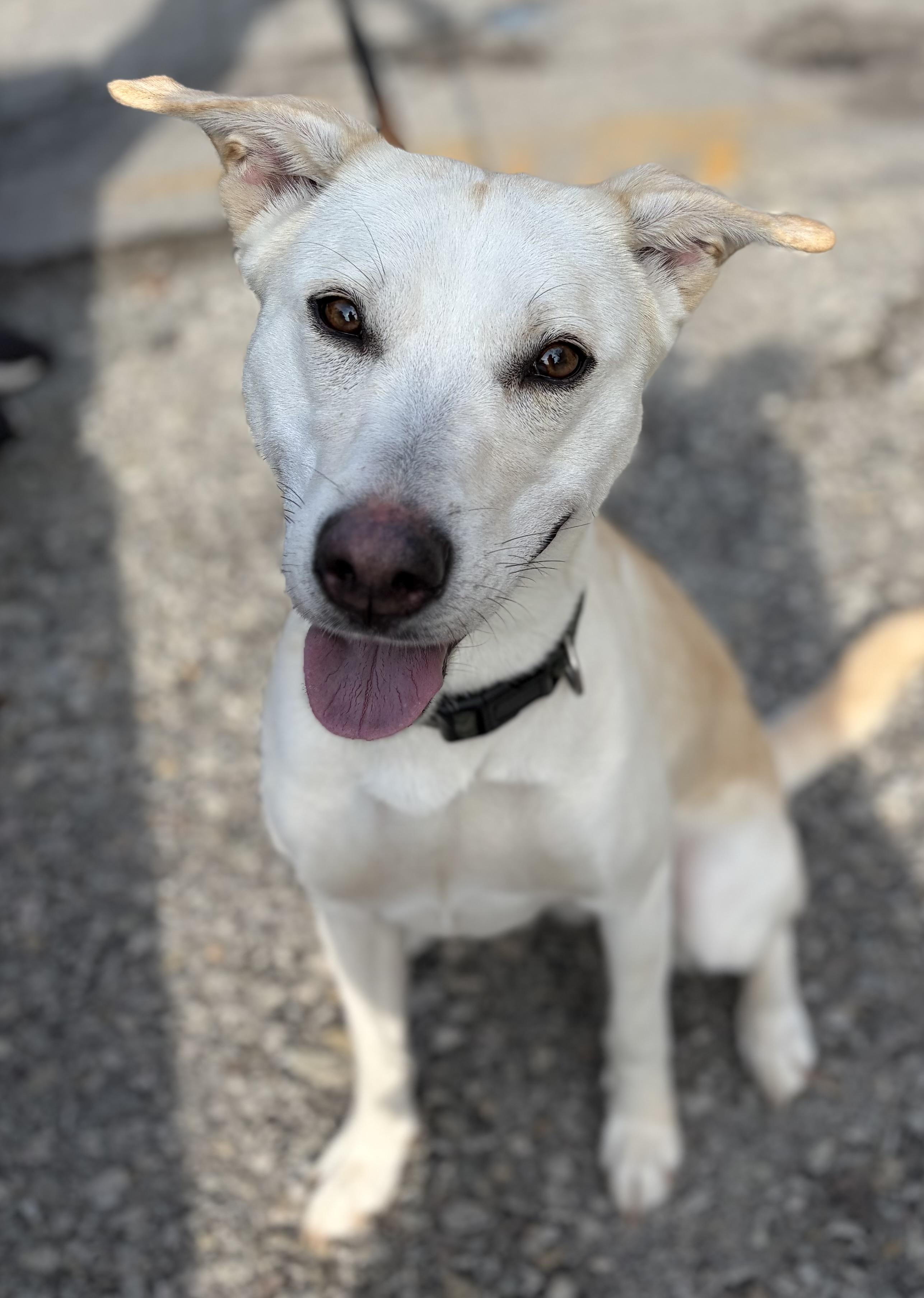 Quinn, an adopted mixed breed in McKeesport, PA image 5/6