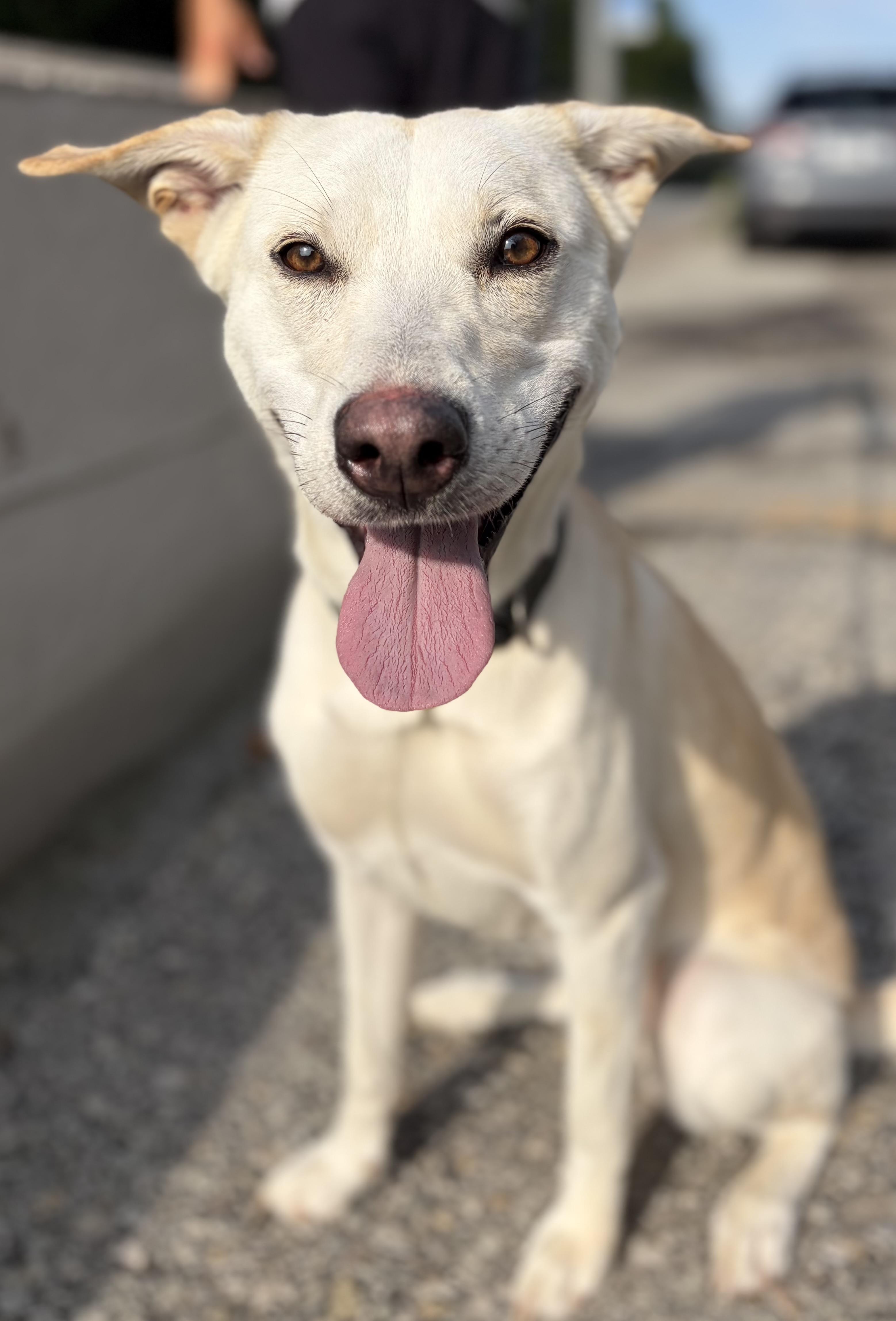 Quinn, an adopted mixed breed in McKeesport, PA image 1/6