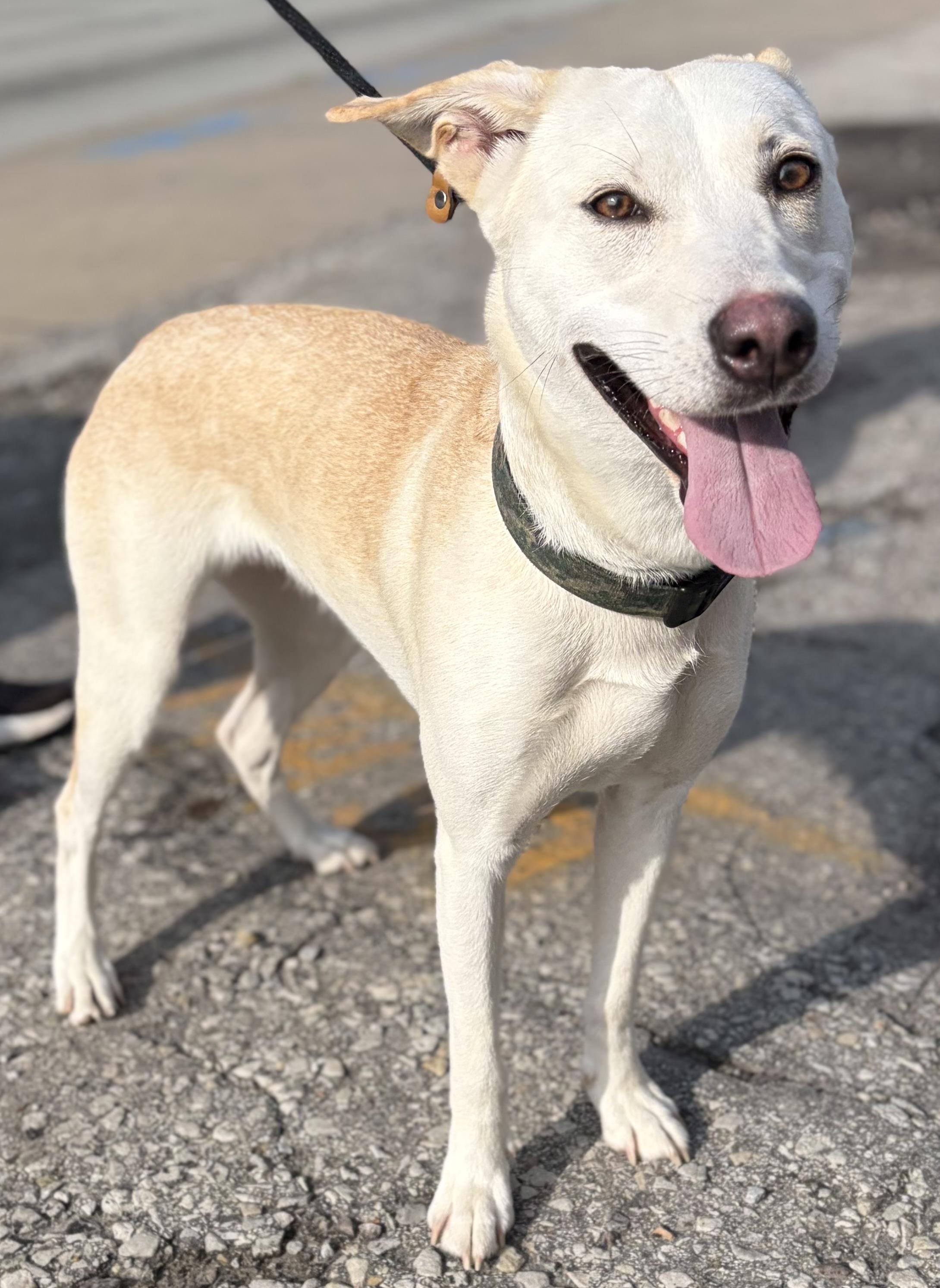 Quinn, an adopted mixed breed in McKeesport, PA image 2/6