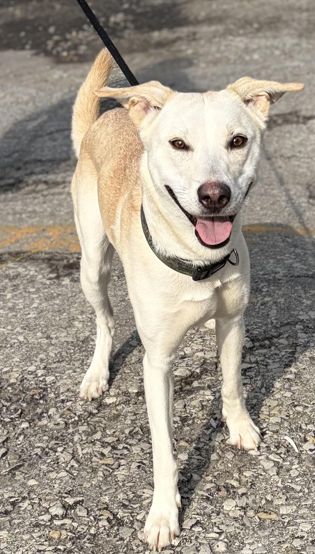 Quinn, an adopted mixed breed in McKeesport, PA image 3/6