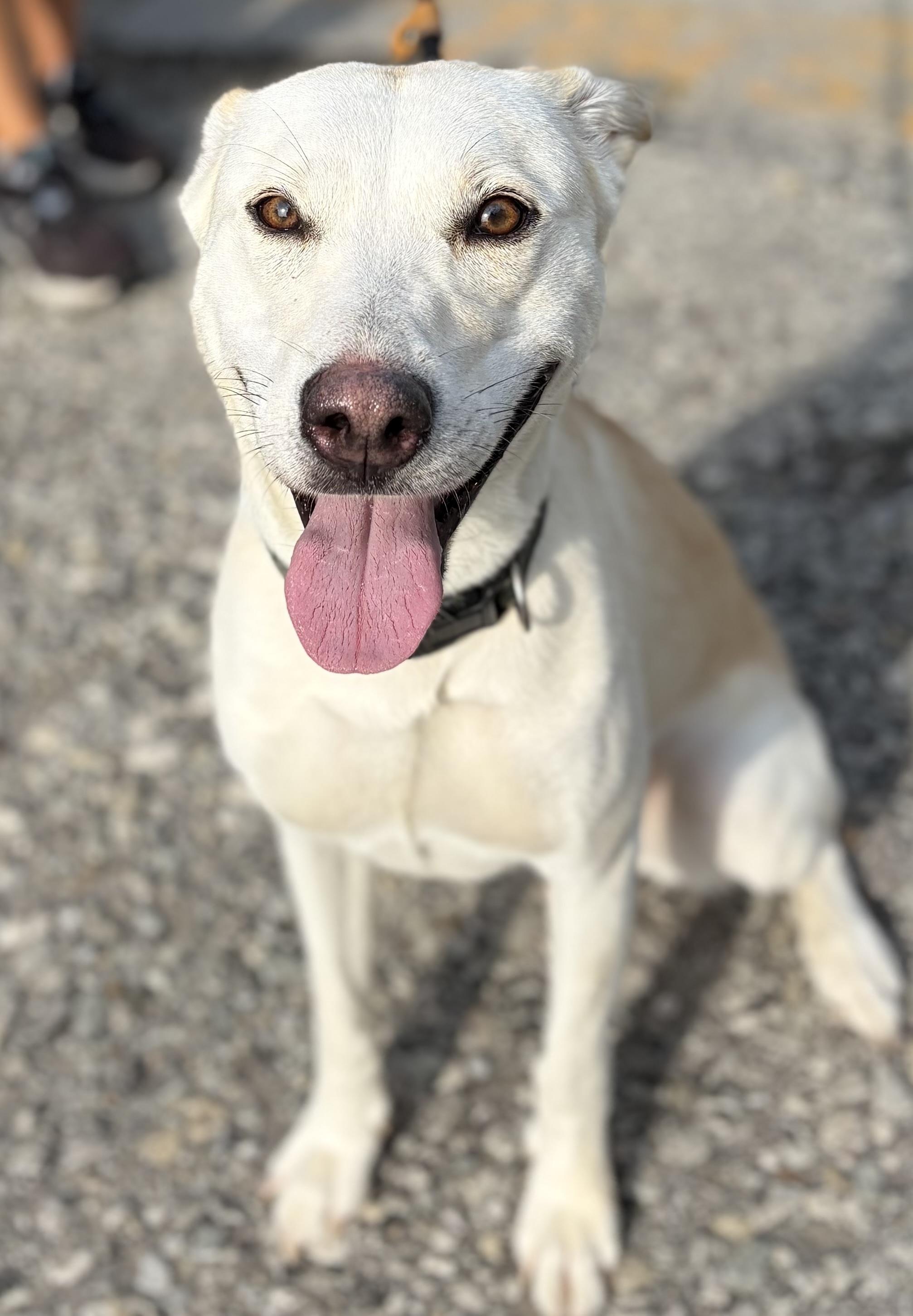 Quinn, an adopted mixed breed in McKeesport, PA image 4/6
