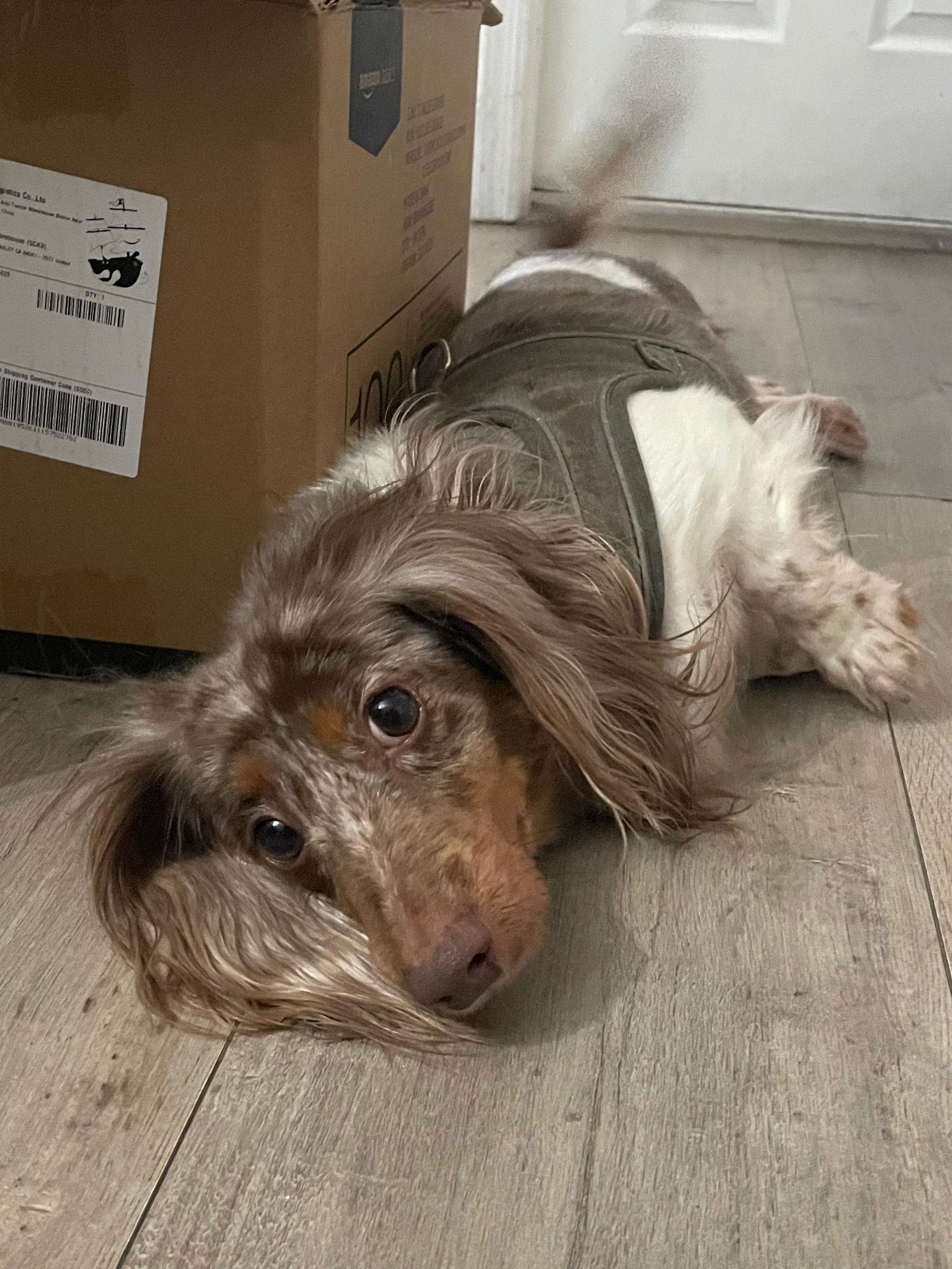 Ryce Puddin', Adopted, Adult Female Dachshund.