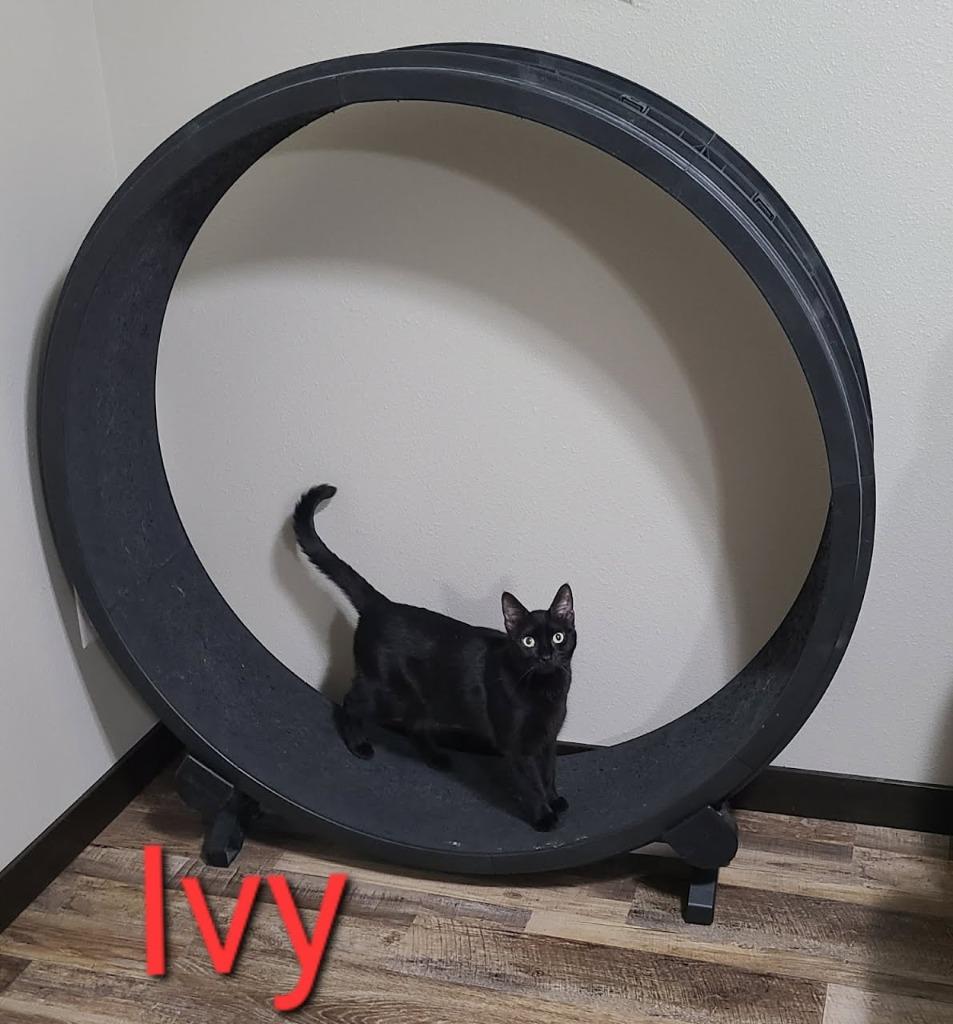 Ivy, Adoptable, Young Female Domestic Short Hair.