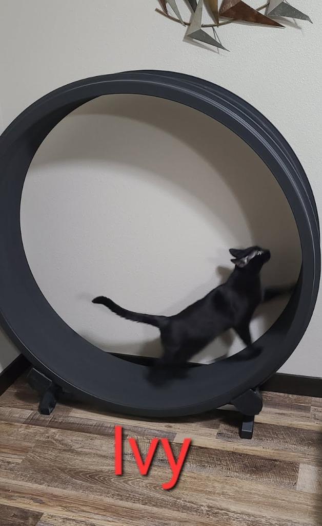 Enlarge Ivy, a Adoptable mixed breed in Minot, ND image 2/4