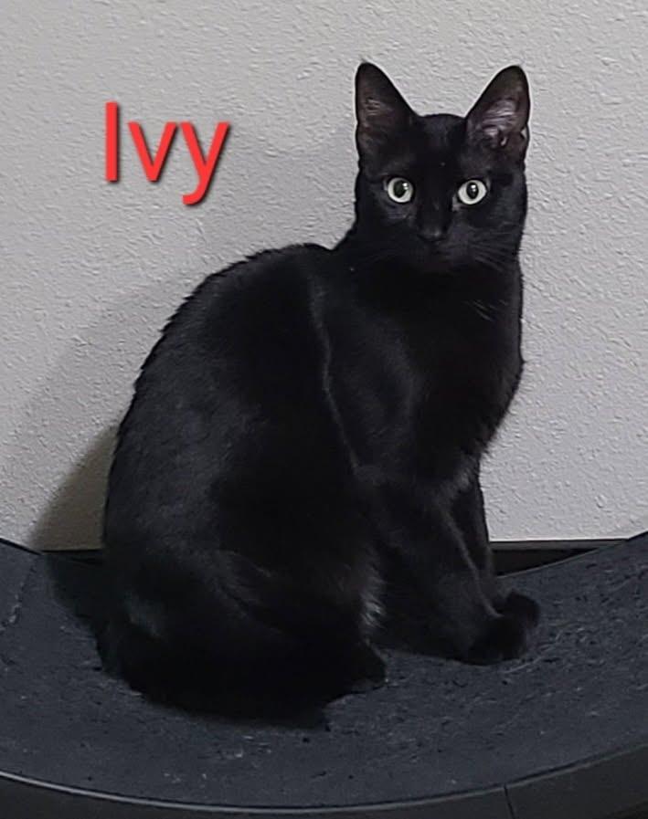 Enlarge Ivy, a Adoptable mixed breed in Minot, ND image 4/4
