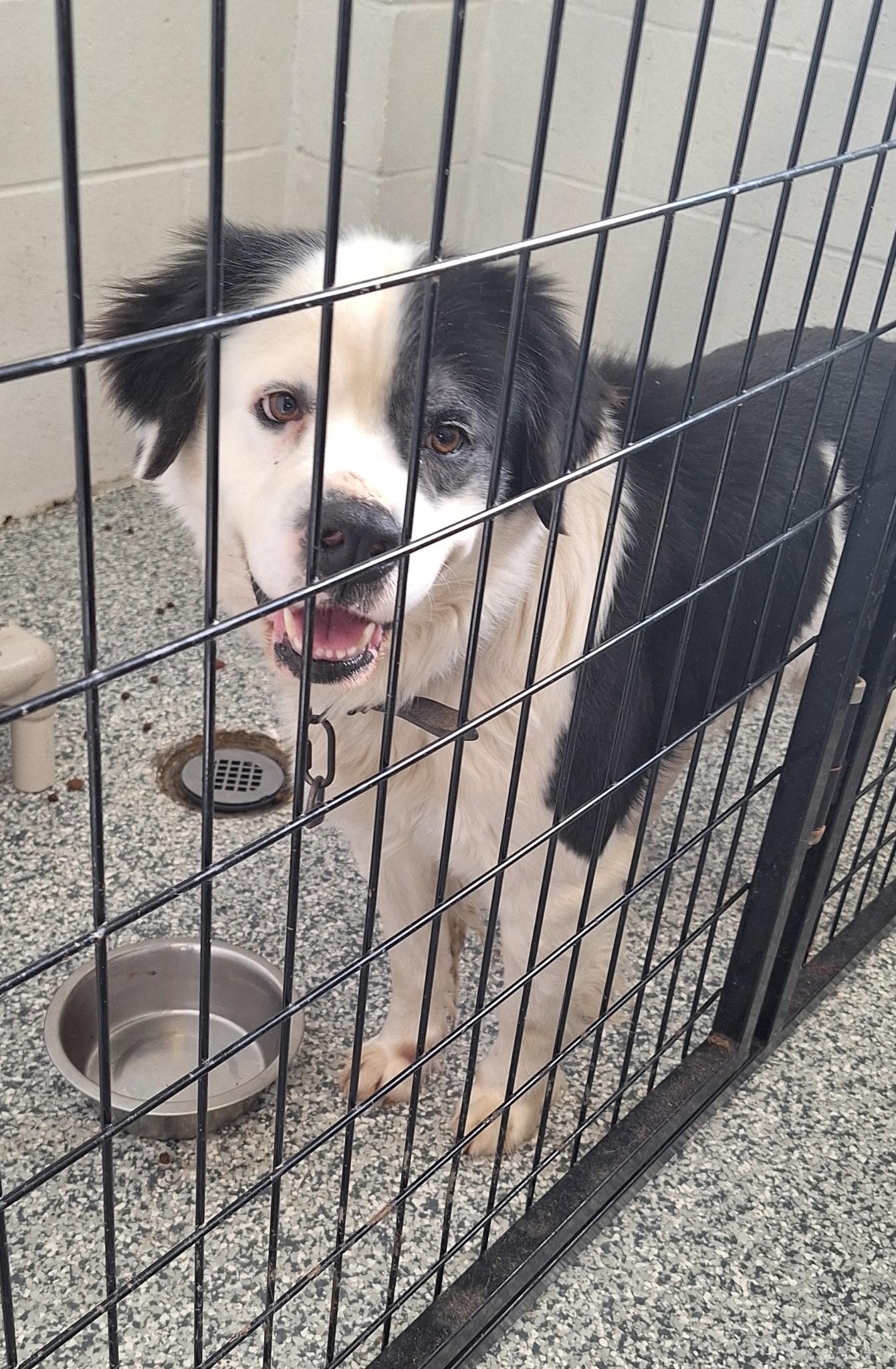 Hank, an adopted mixed breed in Clay City, KY image 4/4