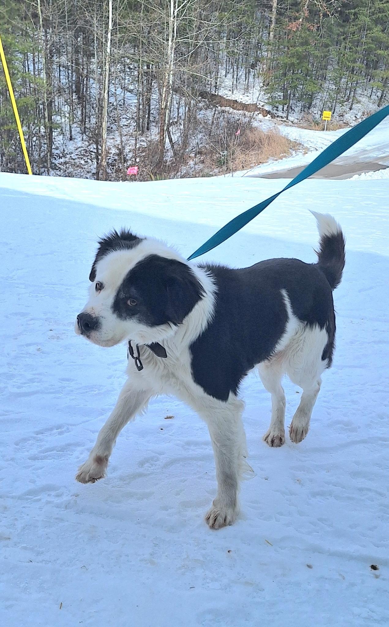 Hank, an adopted mixed breed in Clay City, KY image 1/4