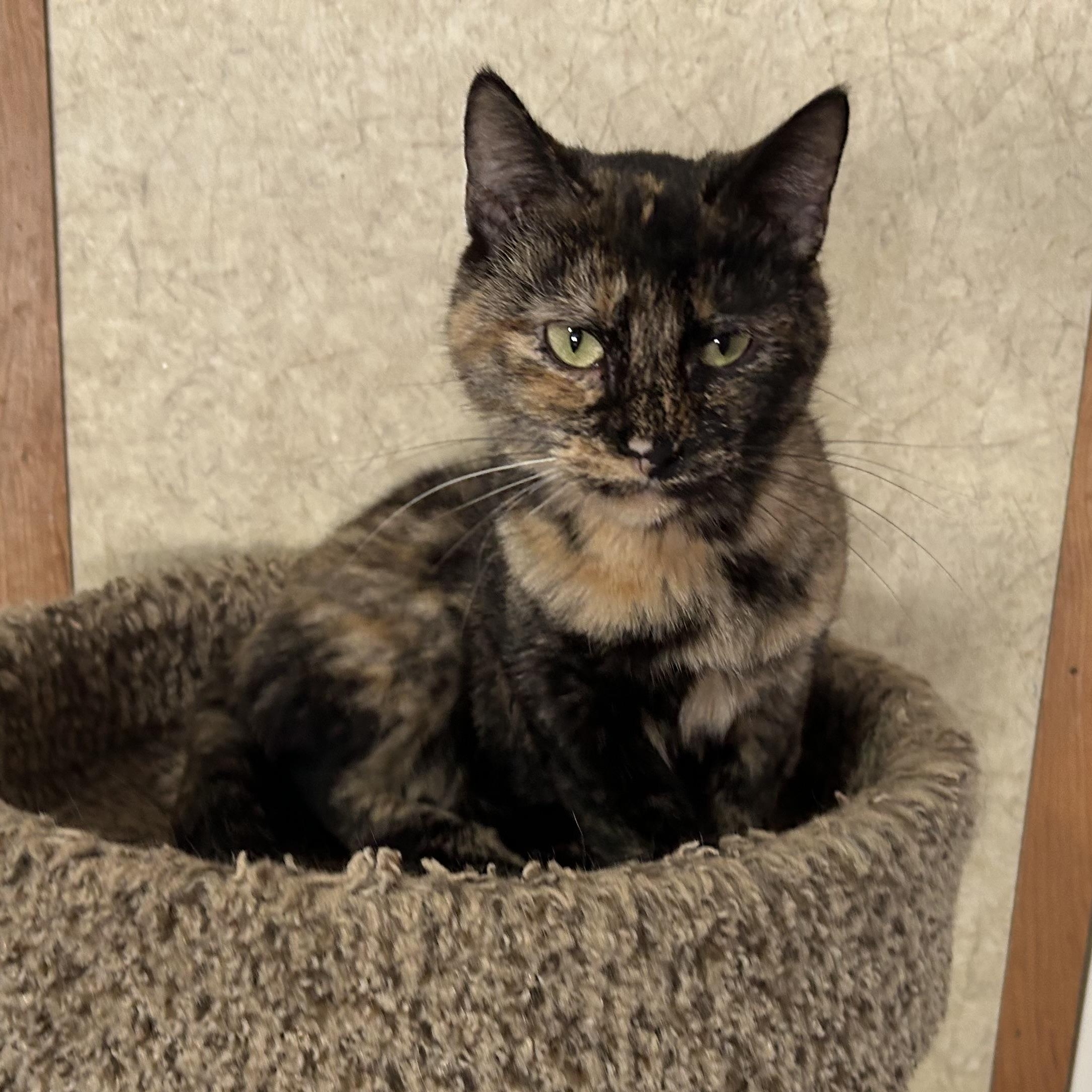 Bubbles, adopted, Adult Female Domestic Short Hair.