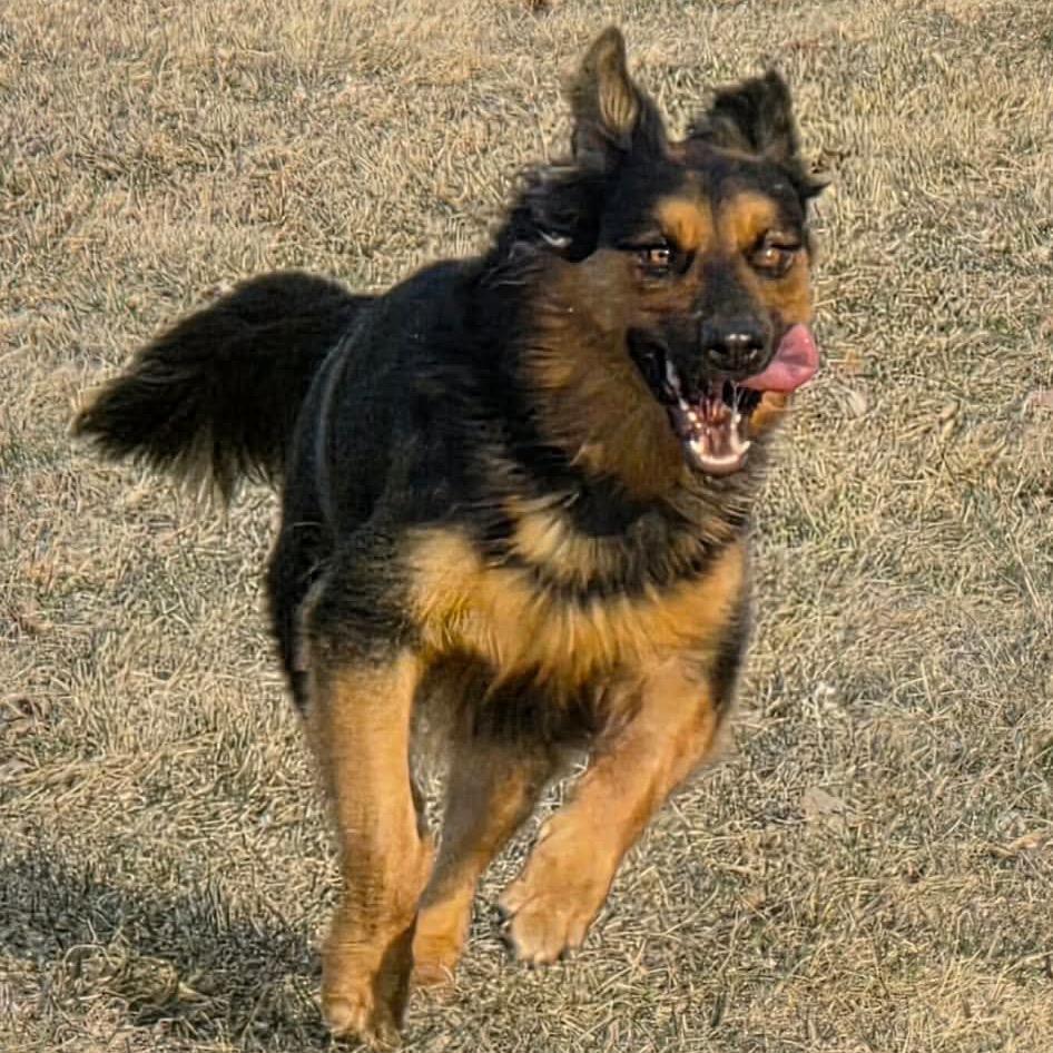 Enlarge Felicity, a Adoptable mixed breed in Tomah, WI image 2/6