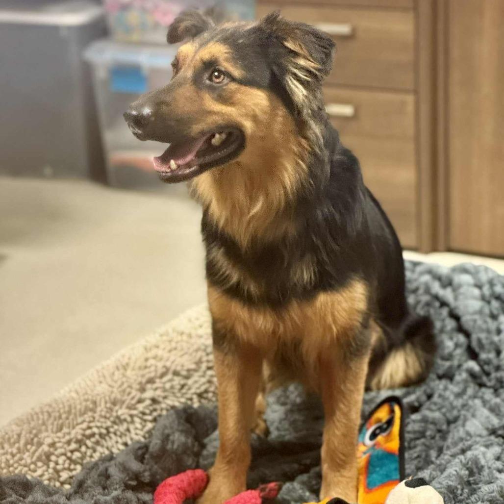 Enlarge Felicity, a Adoptable mixed breed in Tomah, WI image 3/6