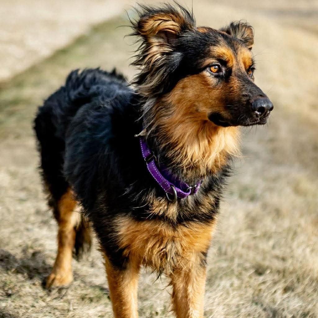 Enlarge Felicity, a Adoptable mixed breed in Tomah, WI image 4/6