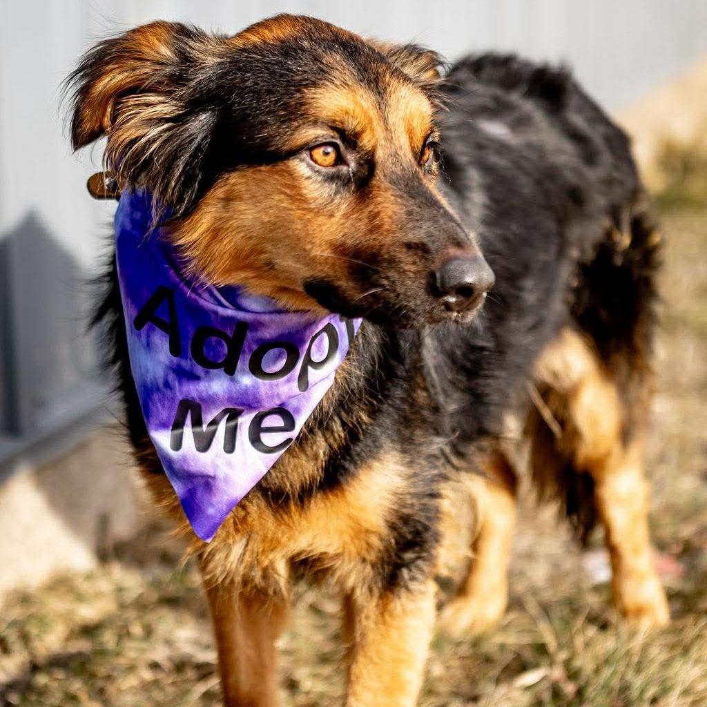 Enlarge Felicity, a Adoptable mixed breed in Tomah, WI image 5/6