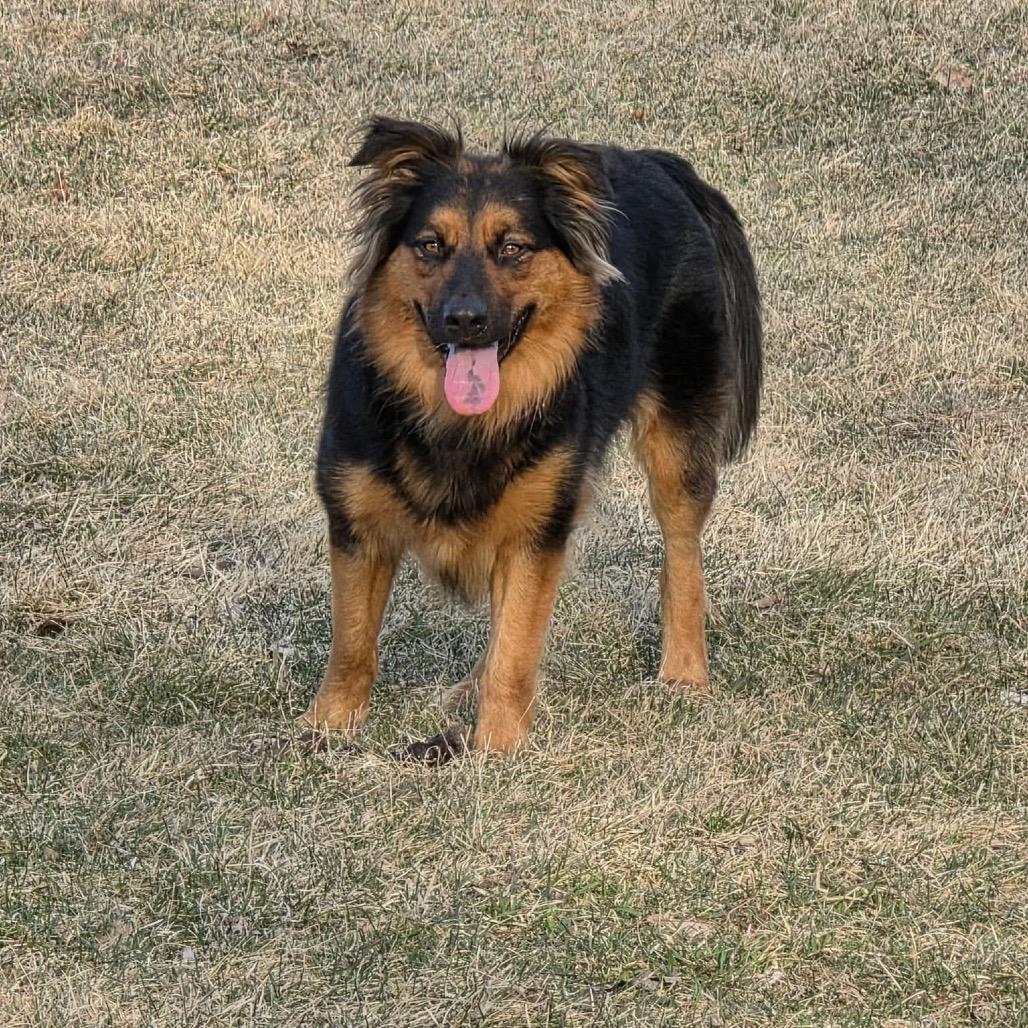 Enlarge Felicity, a Adoptable mixed breed in Tomah, WI image 6/6