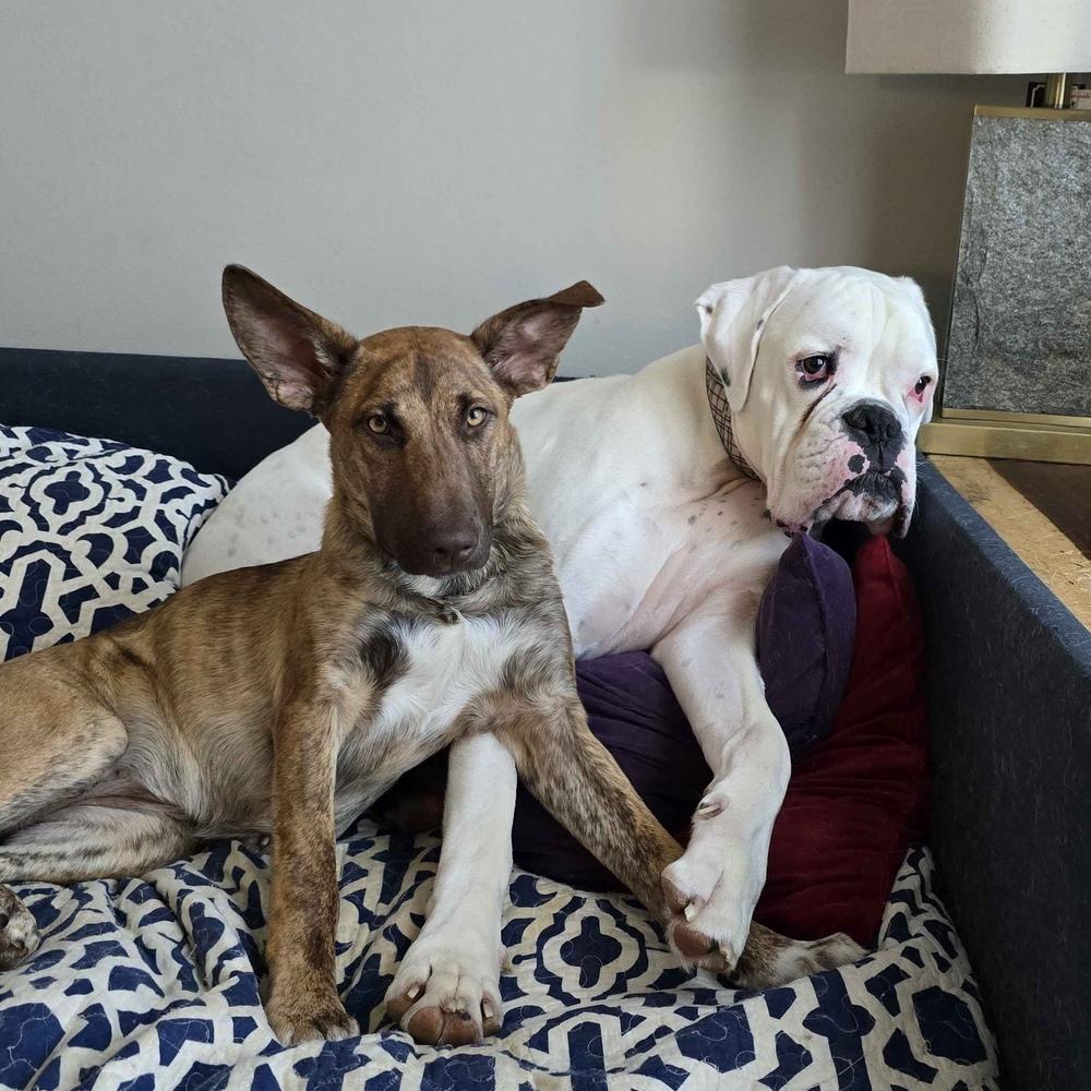 Enlarge Alexis - Schitt's Creek Litter - AVAILABLE, a Adoptable mixed breed in Seattle, WA image 1/6