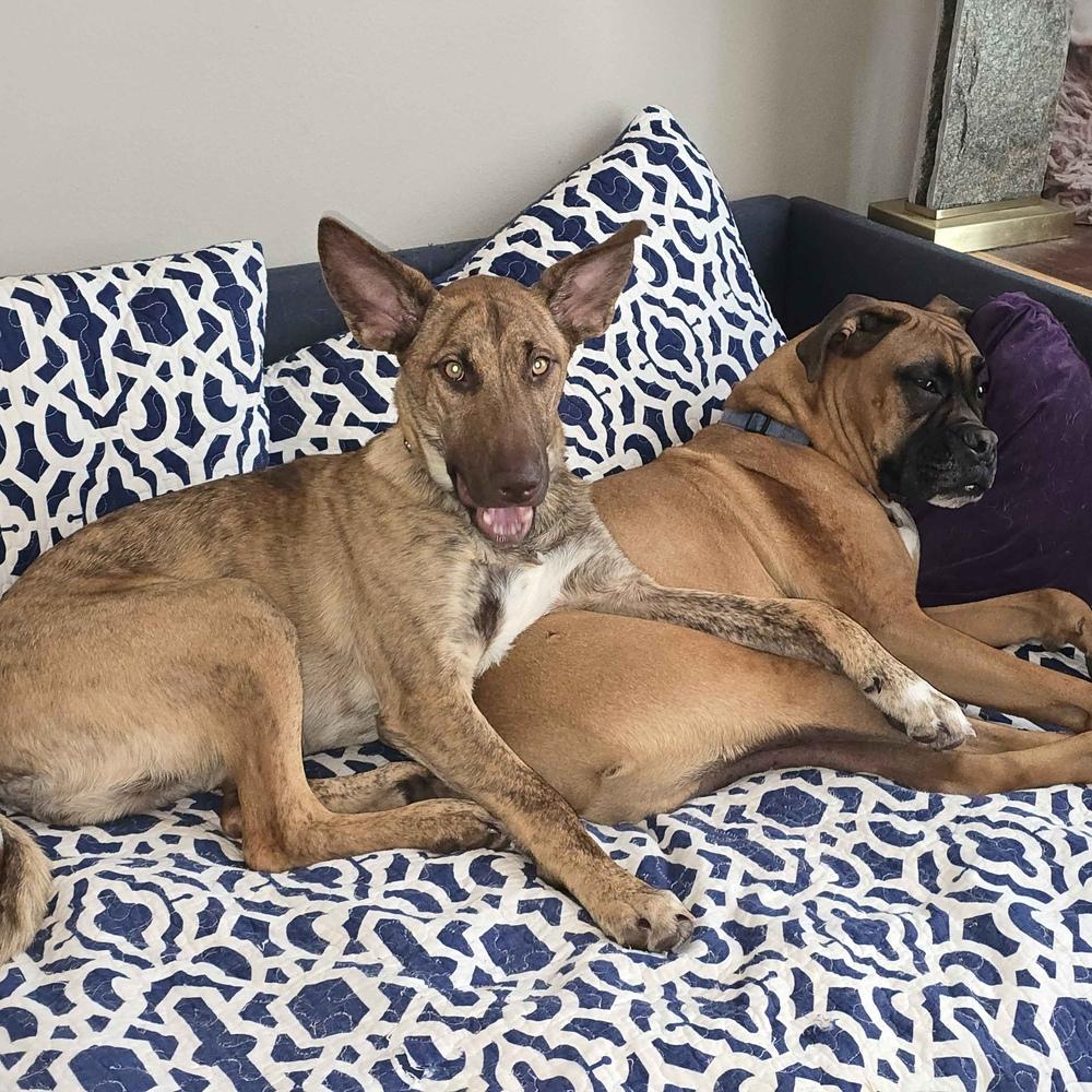 Enlarge Alexis - Schitt's Creek Litter - AVAILABLE, a Adoptable mixed breed in Seattle, WA image 3/6