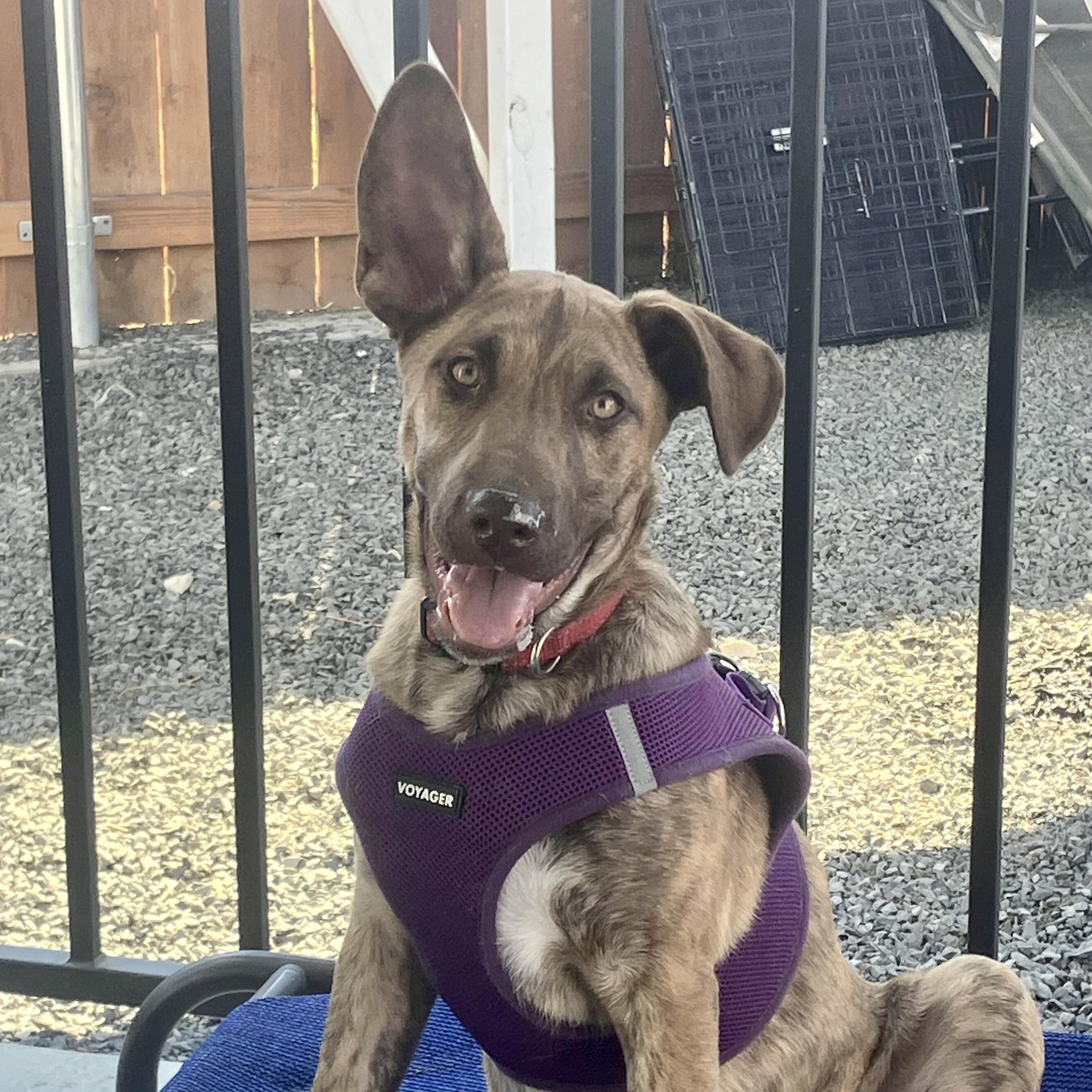 Alexis - Schitt's Creek Litter - AVAILABLE, Adoptable, Puppy Female Shepherd.