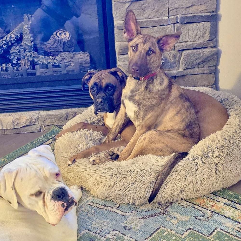 Enlarge Alexis - Schitt's Creek Litter - AVAILABLE, a Adoptable mixed breed in Seattle, WA image 4/6