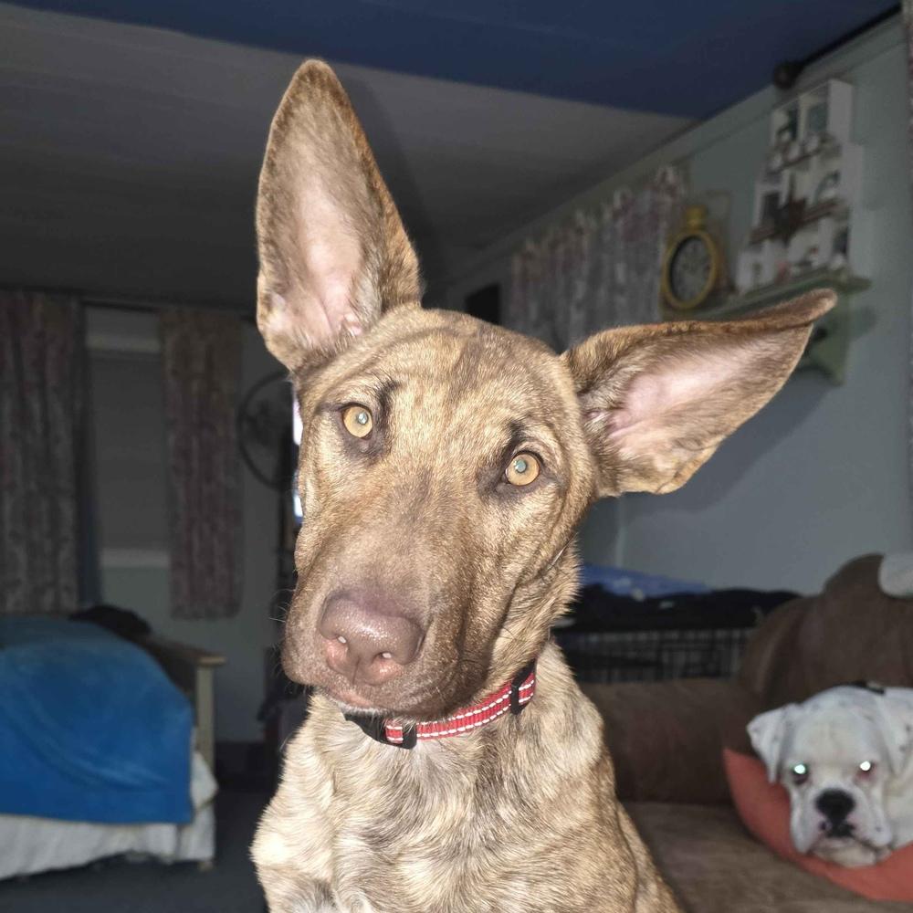 Alexis - Schitt's Creek Litter - AVAILABLE, Adoptable, Young Female Shepherd.