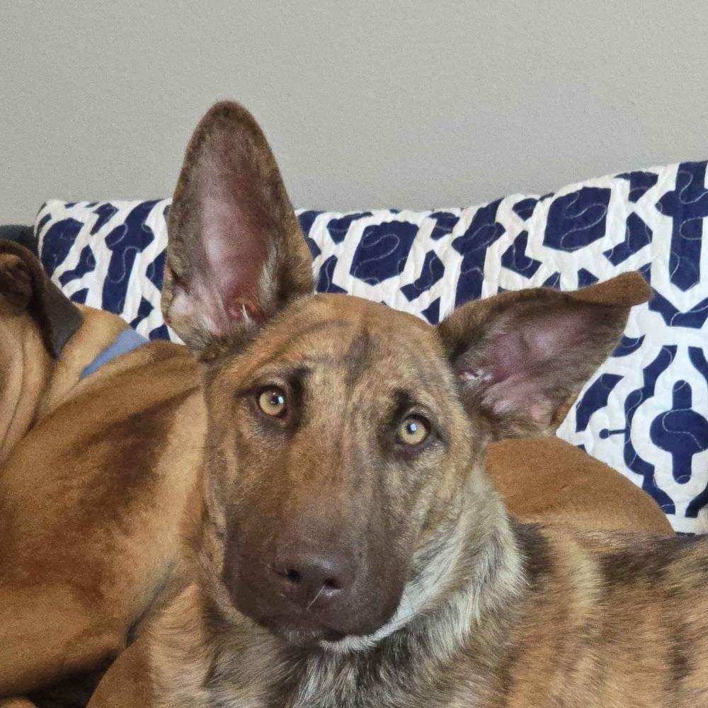 Enlarge Alexis - Schitt's Creek Litter - AVAILABLE, a Adoptable mixed breed in Seattle, WA image 3/6