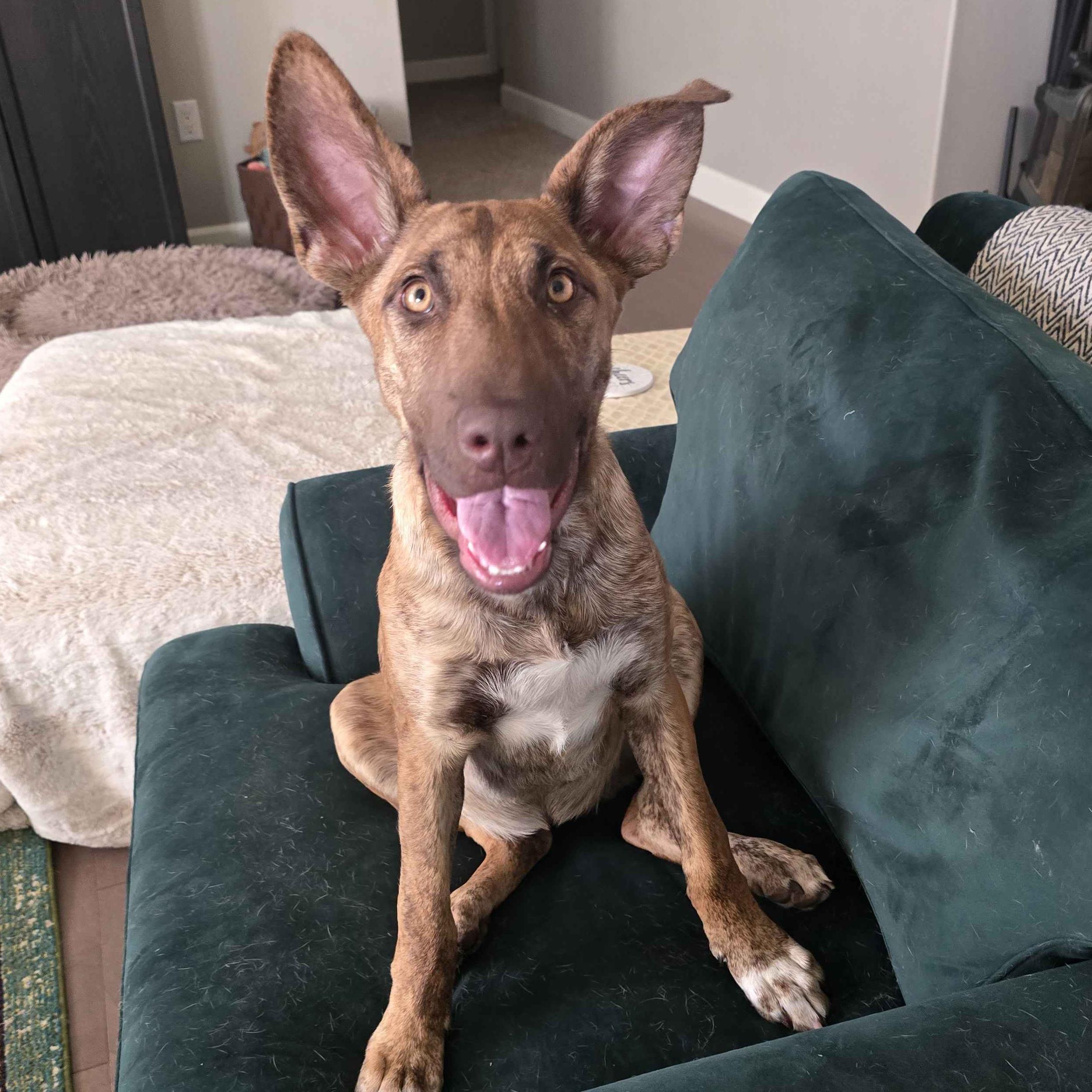 Enlarge Alexis - Schitt&#39;s Creek Litter - AVAILABLE, a Adoptable mixed breed in Seattle, WA image 3/4