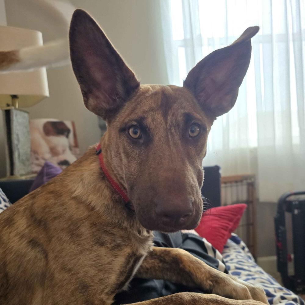 Enlarge Alexis - Schitt's Creek Litter - AVAILABLE, a Adoptable mixed breed in Seattle, WA image 6/6