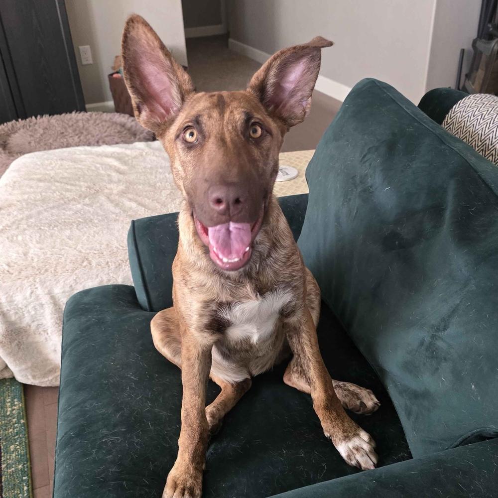 Enlarge Alexis - Schitt's Creek Litter - AVAILABLE, a Adoptable mixed breed in Seattle, WA image 5/6