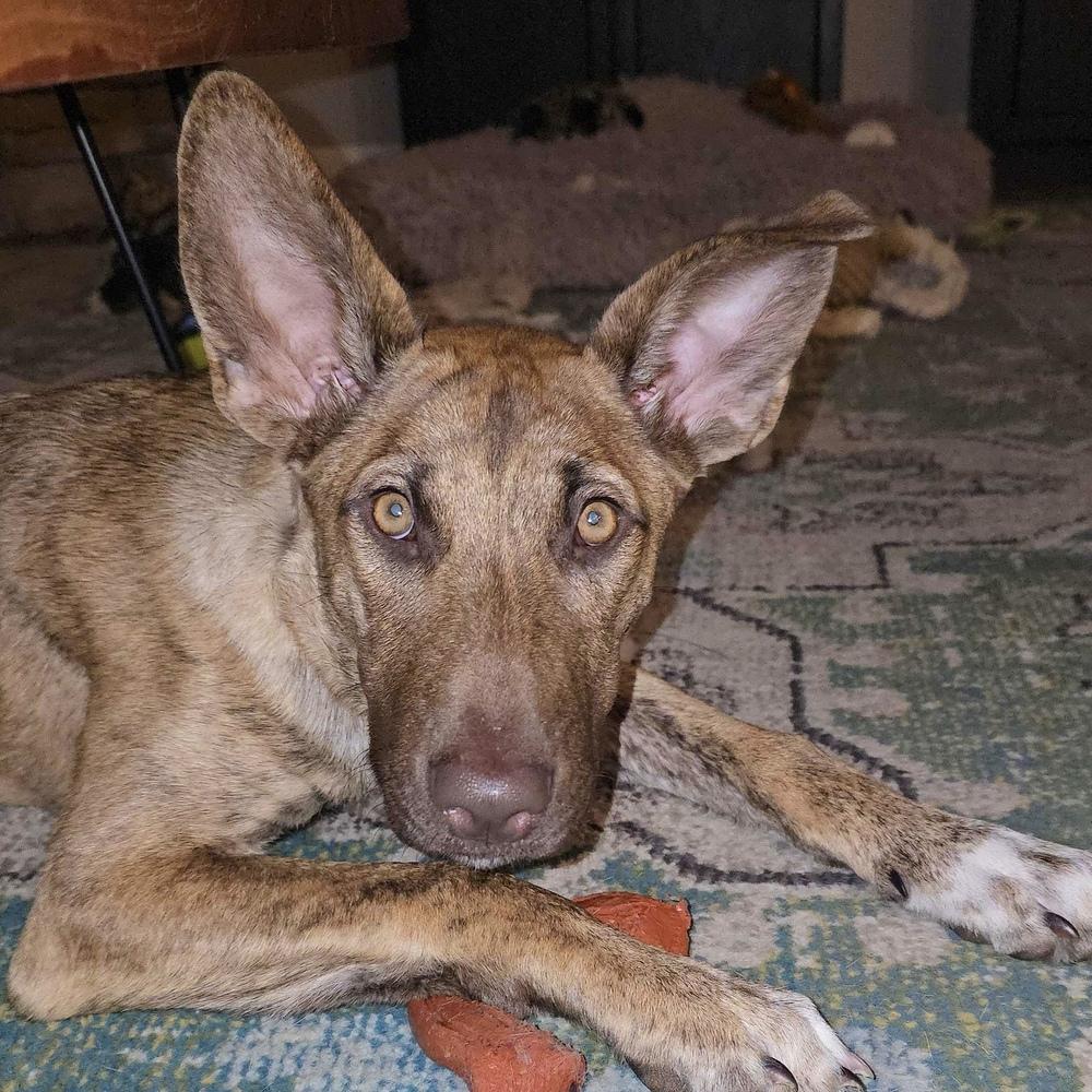 Enlarge Alexis - Schitt's Creek Litter - AVAILABLE, a Adoptable mixed breed in Seattle, WA image 6/6