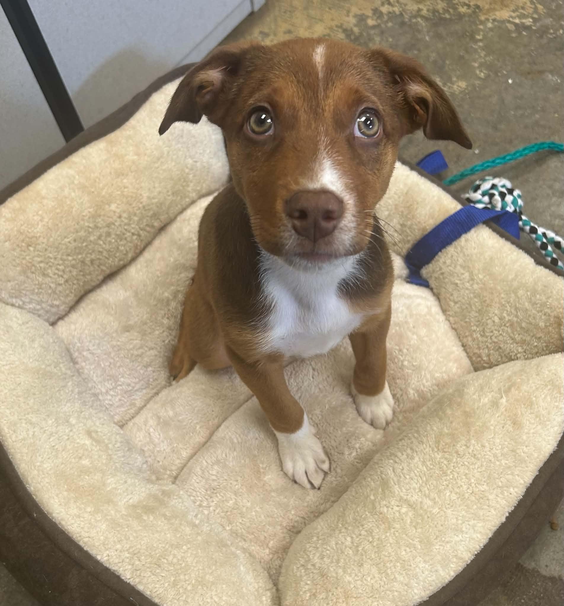 Enlarge Roo (in a foster home), a ADOPTABLE mixed breed in Springfield, IL image 2/2