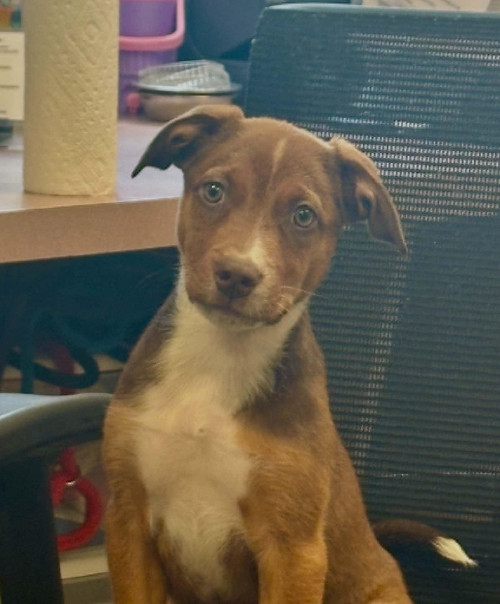 Roo (in a foster home), ADOPTABLE, Puppy Female Pit Bull Terrier.