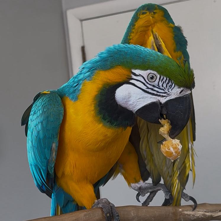 Paco, Adoptable, Adult Male Macaw.