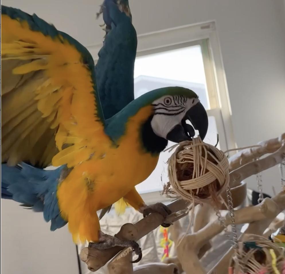 Enlarge Paco, a Adoptable Macaw in Virginia Beach, VA image 2/3