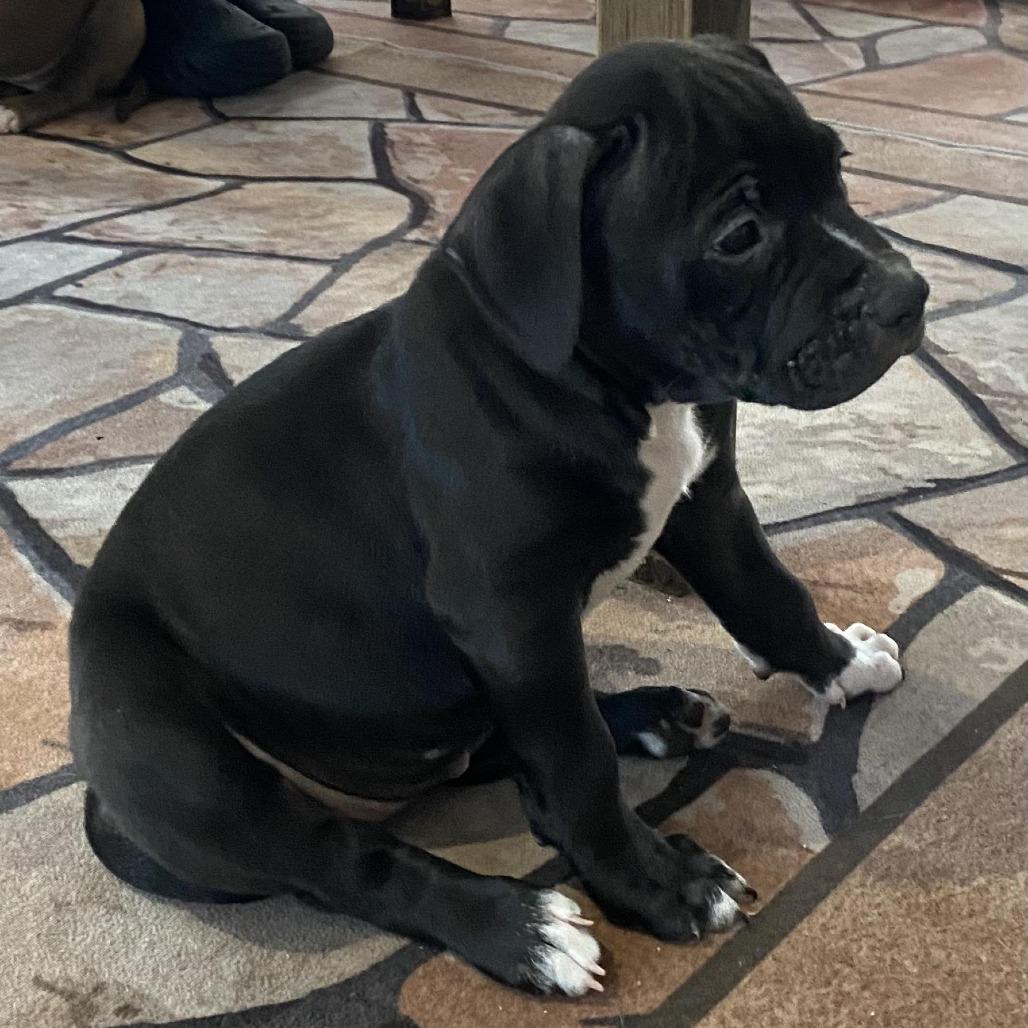 Enlarge Guinness, a Adoptable Mixed Breed in Seminole, FL image 1/6