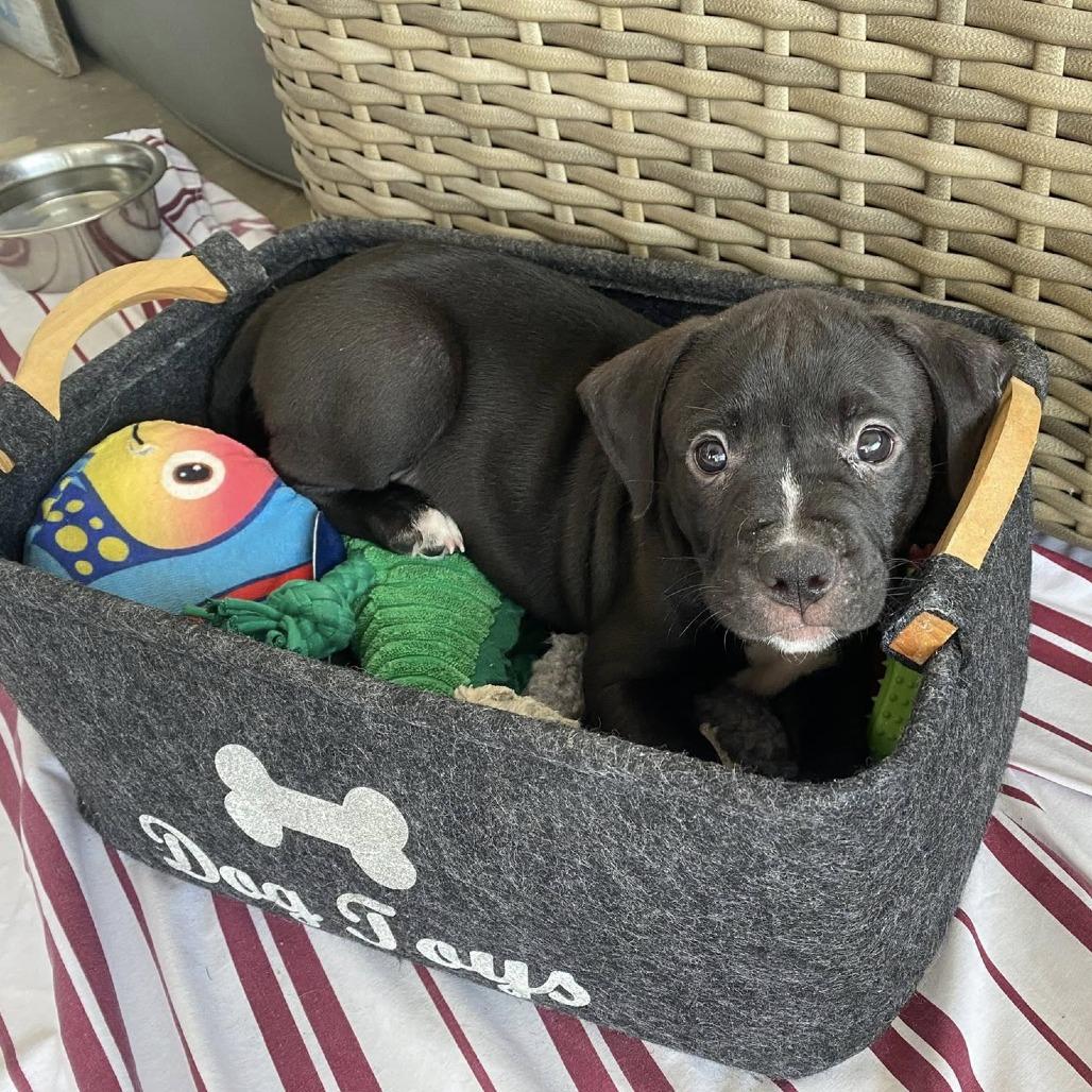 Enlarge Guinness, a Adoptable Mixed Breed in Seminole, FL image 2/6