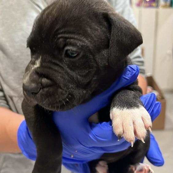 Enlarge Guinness, a Adoptable Mixed Breed in Seminole, FL image 3/6